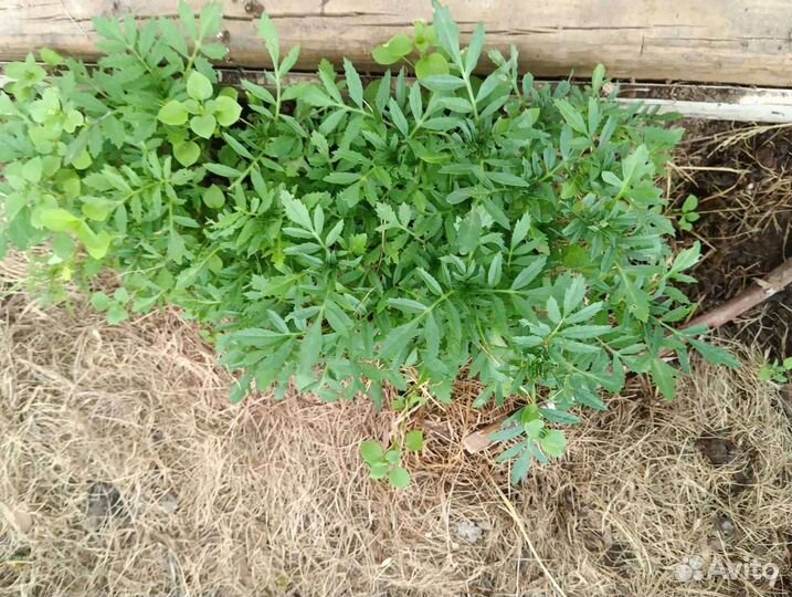 Рассада цветов бархатцы