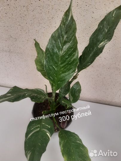 Комнатные цветы