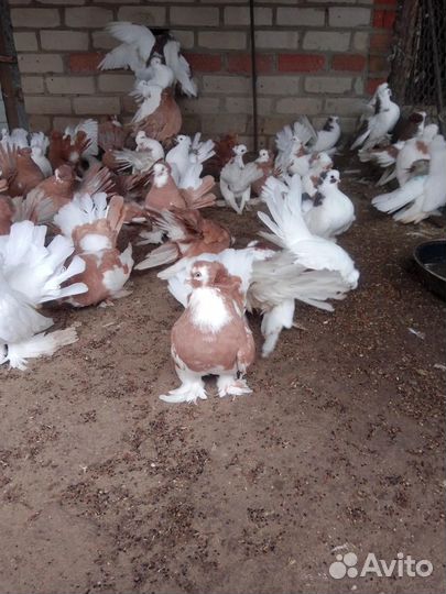 Голуби и попугаи