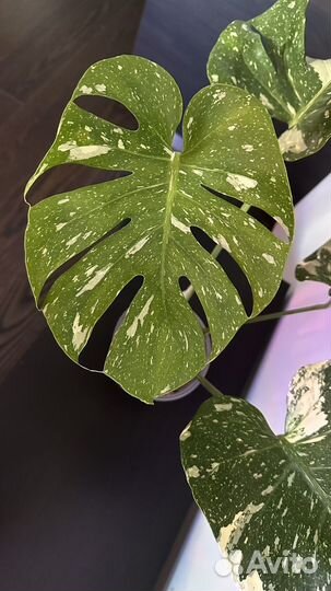 Монстера тайское созвездие крупная