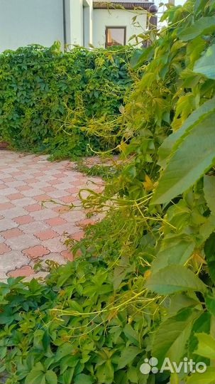 Дикий виноград / девичий виноград