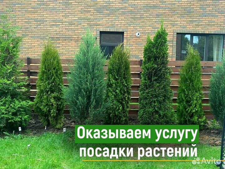 Туя смарагд 1,6 метра свежая копка 2023