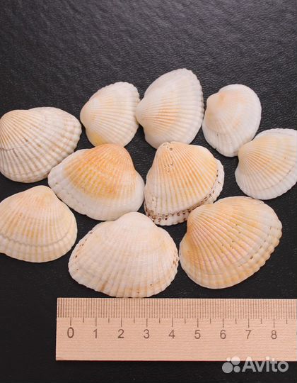 Морские ракушки