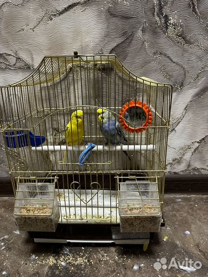 Волнистый попугай с клеткой