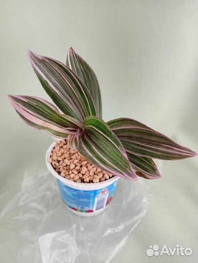 Традесканция Blossfeldiana pink furry