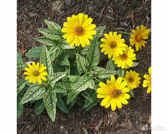 Гелиопсис подсолнечниковидный Loraine Sunshine