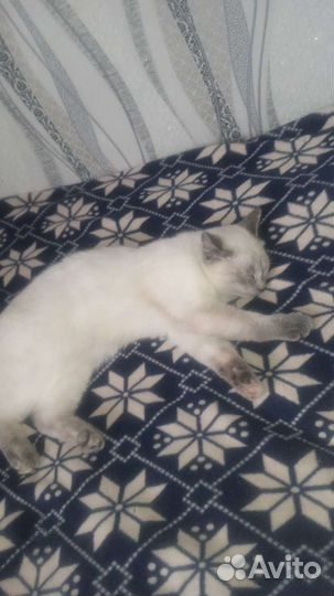 Сиамские котята
