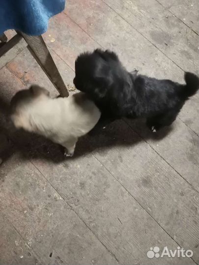 Отдам бесплатно