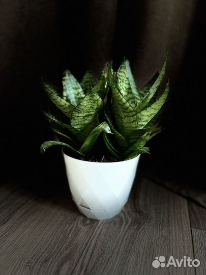 Цветы домашние в горшках разные