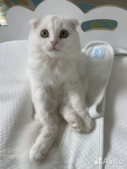 Шотландский вислоухий котенок