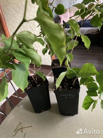 Бугенвиллия