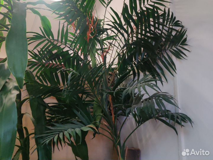 Пальма кордилина