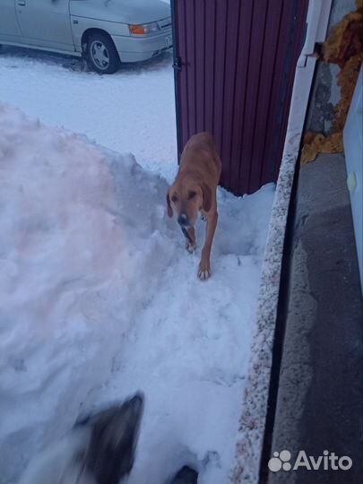 Отдам бесплатно