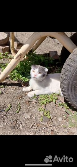 Кошечки подростки