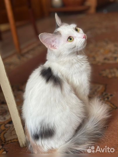 Отдам кошку в добрые руки бесплатно