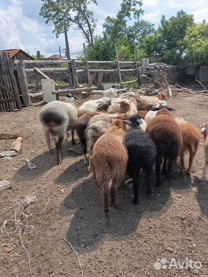 Баран и суягные овцы