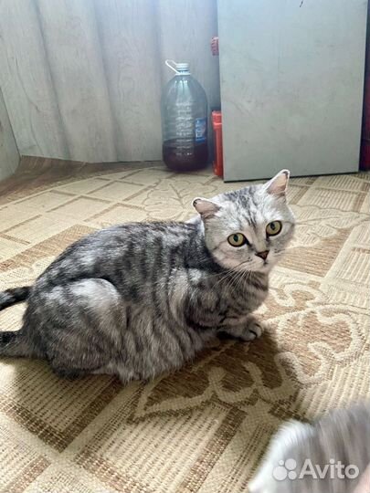 Кошка ищет дом
