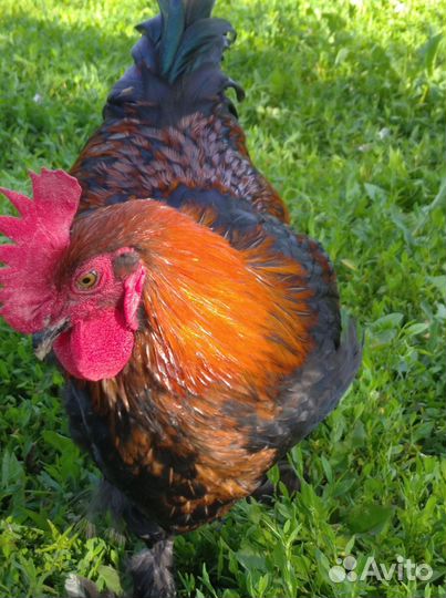 Петухи: Маран черно медный, Билефельдер