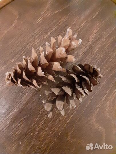 Шишки веймутовой сосны для поделок