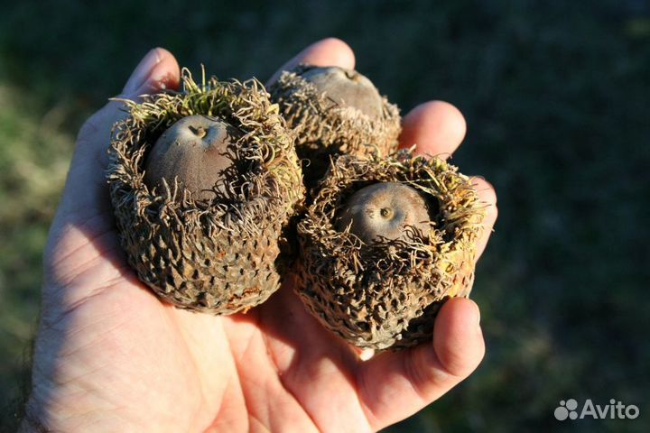 Взрослые саженцы каштана конского