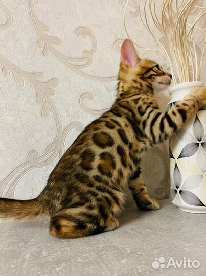 Котейки бенгальские