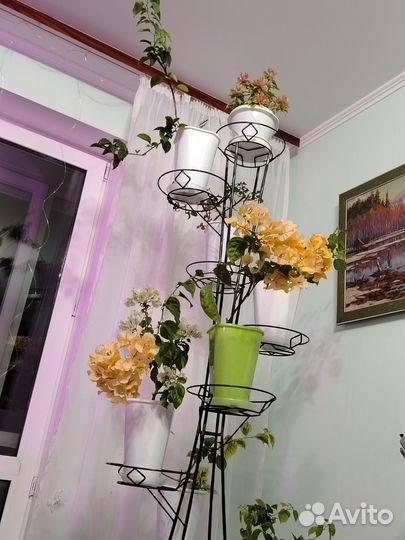 Бугенвилия