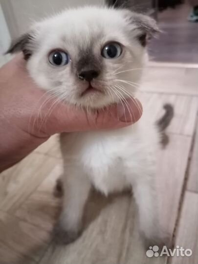 Вислоухая сиамка