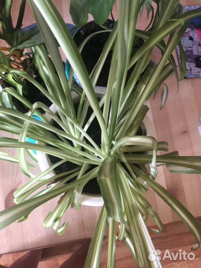 Хлорофитум