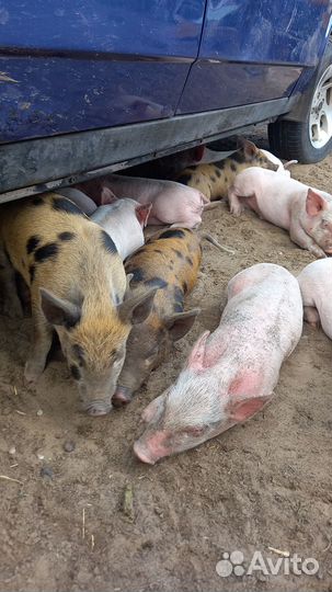 Поросята