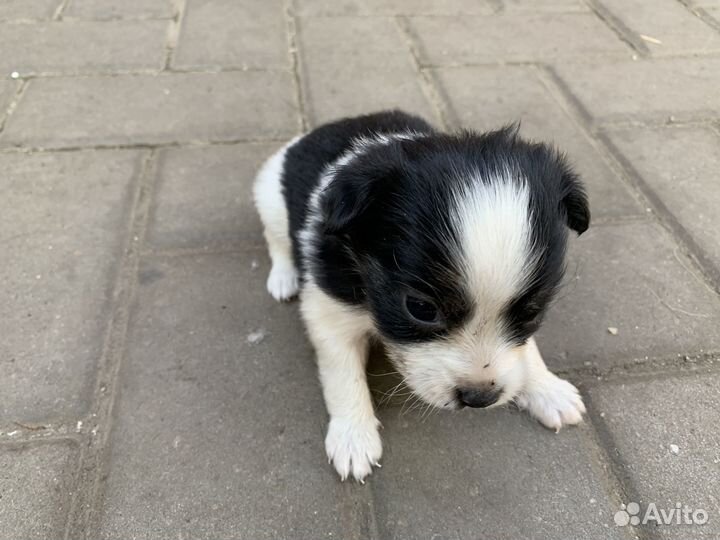 Щенок в добрые руки