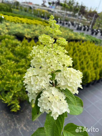 Гортензия метельчатая С7,5 100-120 см