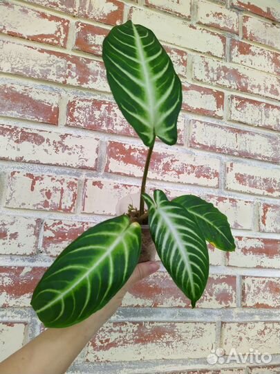 Ксантозома Линдена