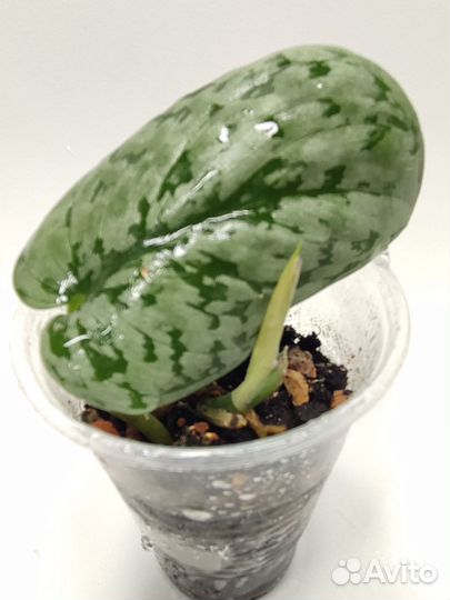 Сциндапсусы сортовые редкие