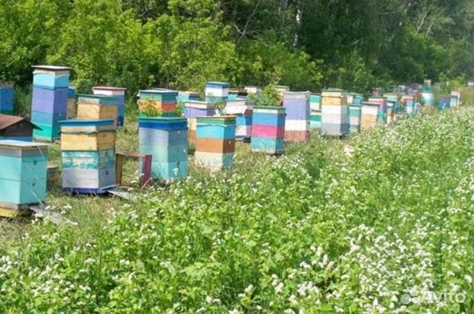 Мёд натуральный из Алтая оптом от 16 кг