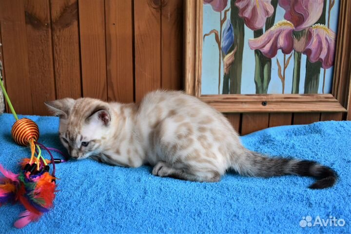 Снежная бенгальская кошка