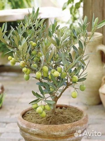 Оливковое дерево, семена