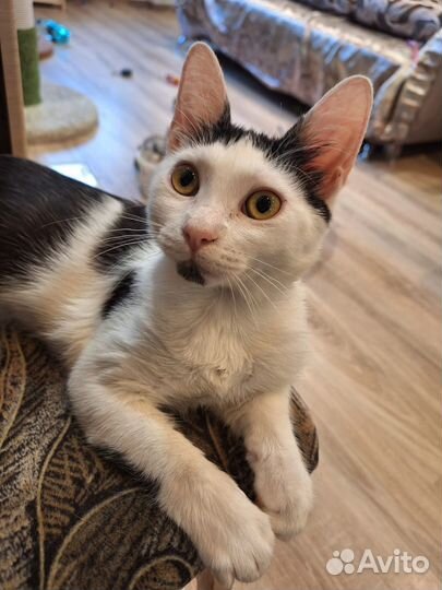 Котенок 4 месяца