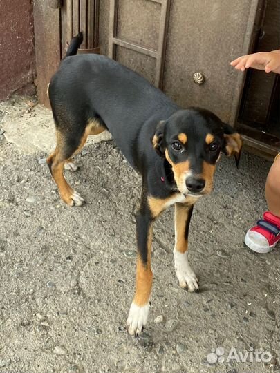 Собака в добрые руки