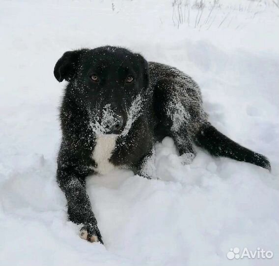 Собака Мирана