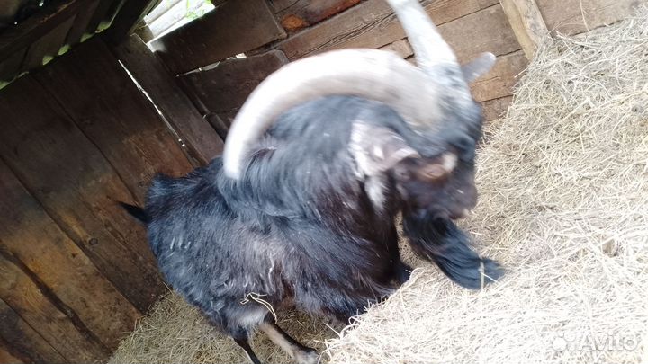 Продам козла
