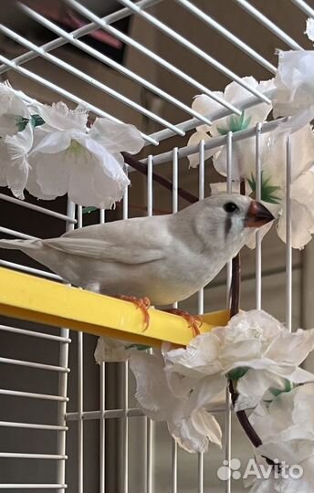 Зебровые Амадины птенцы