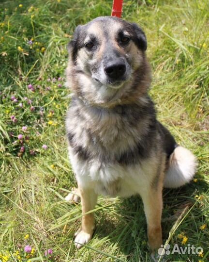 Метис лайки и хаски мальчик Поло в добрые руки