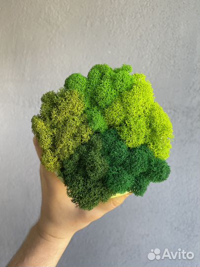 Стабилизированный мох, Изумрудный