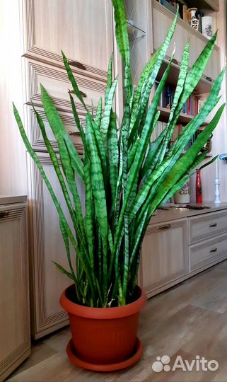 Сансевиерия