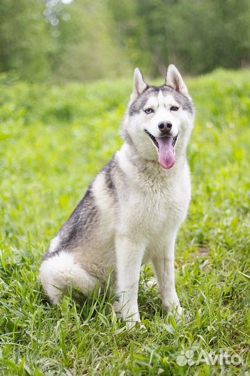Сибирский хаски в добрые руки