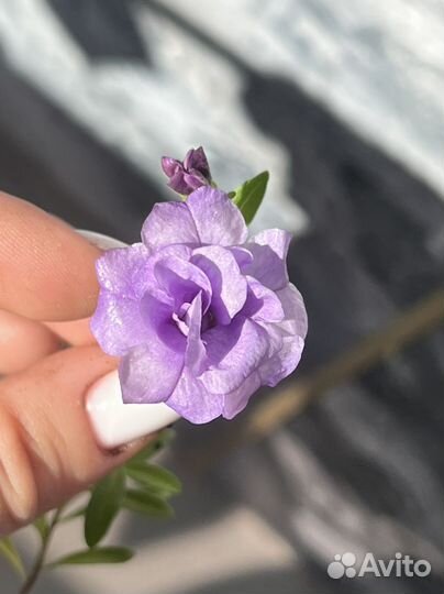 Калибрахоа разные