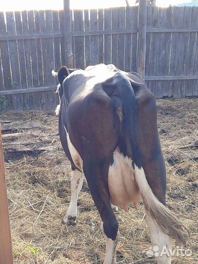 Корова дойная