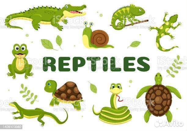 Живой корм для рептилий