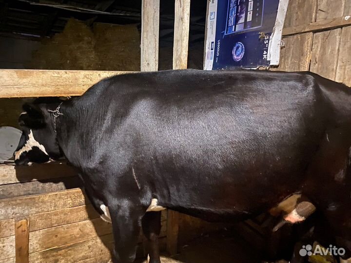 Корова дойная