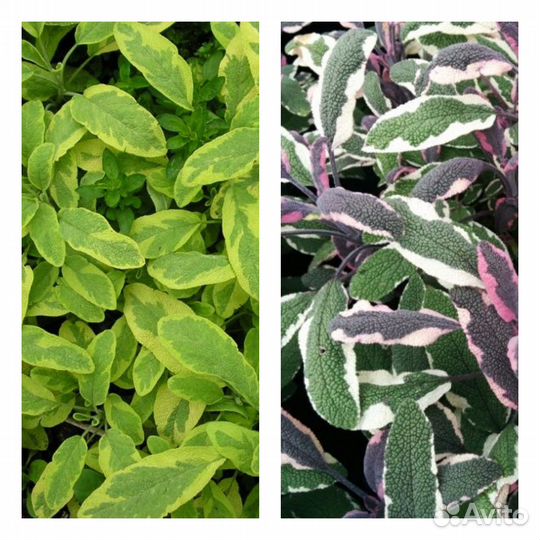 Декоративные растения для сада